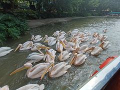 -广州长隆飞鸟乐园