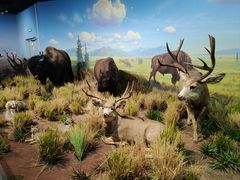 -陕西自然博物馆