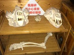 -都江堰中华大熊猫苑