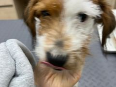 -爱侣宠医·鹦鹉专科·小型哺乳类·异宠专科(灵石路店)