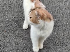 -猫岛主趣味餐厅(鼓浪屿店)