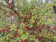 -小六汤包·老字号·中华名小吃(公园南路店)