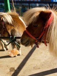 -萌宠亲子动物乐园(槐房万达店)