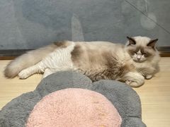 -momokira米努特·德文卷毛猫·棉花面纱犬
