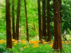 -杭州植物园