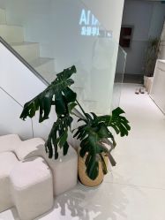 -安那般那皮肤年轻化ANAPANA