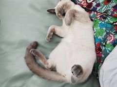 -袖虎·猫馆(体育西路店)