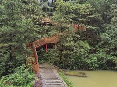 -铁山坪森林公园