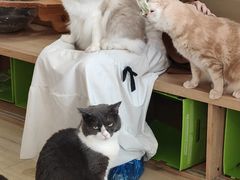-是阿柴呀！柴犬咖啡·爱喵喵猫咖