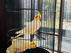 -上海崇明金茂凯悦酒店