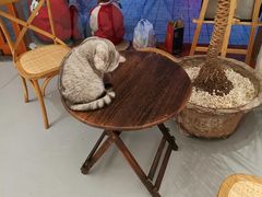 -猫友咖啡店(玉林西路店)
