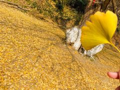 -千年银杏谷文化旅游区