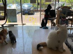 -平行世界·猫咖(首经贸店)