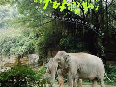 -广州长隆野生动物世界