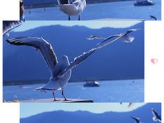 -海埂大坝
