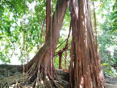 -华南国家植物园-售票处