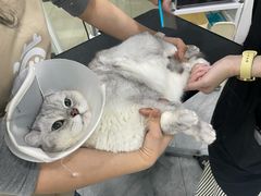-爱洗澡的猫(天河路店)