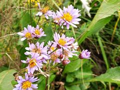 -白草畔自然风景区