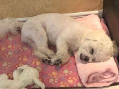 -艾贝尔宠物医院·狂犬免疫点(江山金象城店)