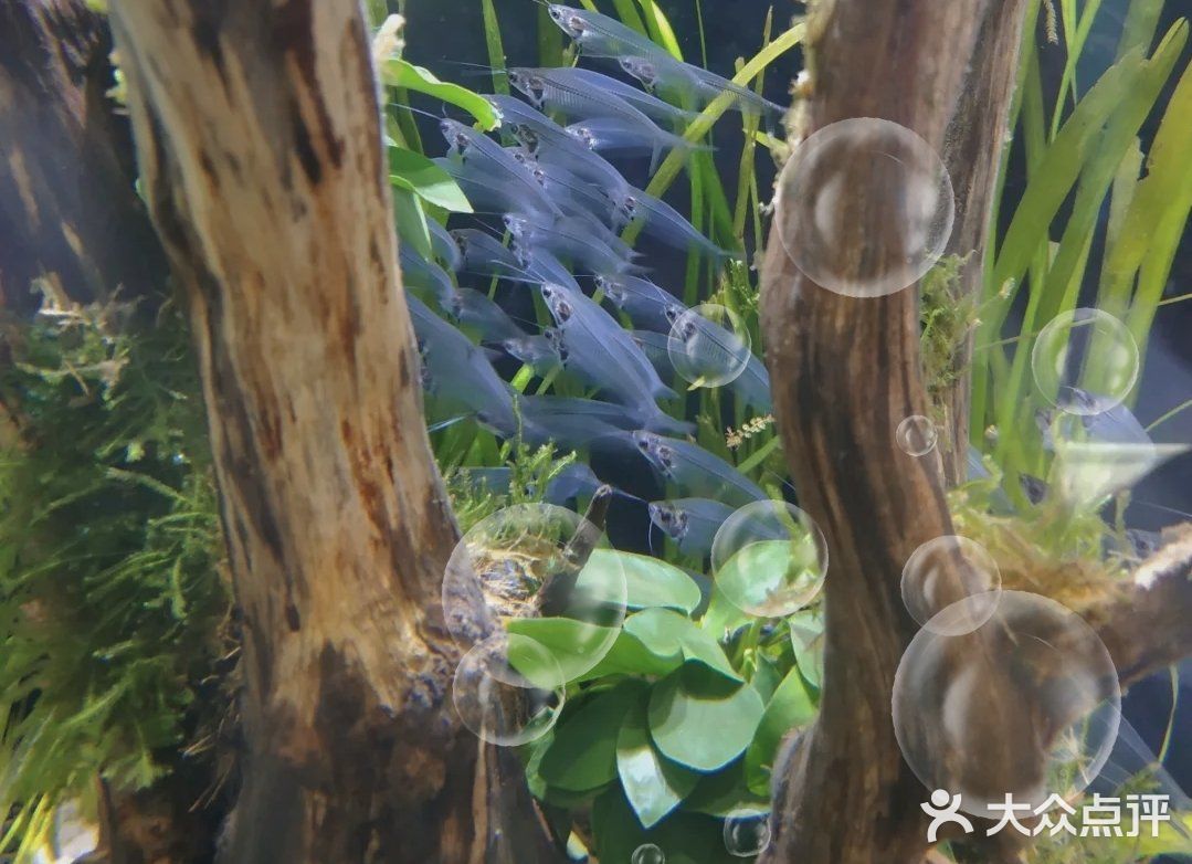 快来海底世界看小鱼呀～[加油]