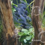 快来海底世界看小鱼呀～[加油]