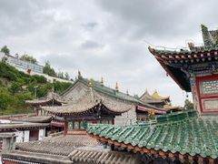 -塔尔寺-菩提树