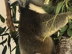 -费瑟代尔野生动物园