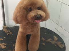 -萌萌喵宠物(百水芊城阅水坊店)