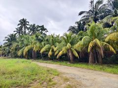 -兴隆槟榔园休闲农庄