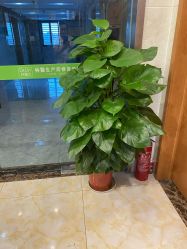 点击看大图 -Dr.林醫生产后修复·配方产康(南京江宁万达店)