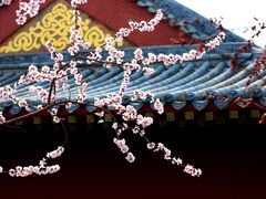 -桃花堤公园