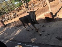 -清迈夜间动物园