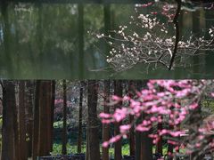-杭州植物园