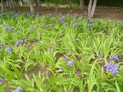 -大兴滨河森林公园