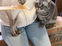 -豆逗聊愈猫阁Easy Life