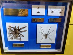 -上海昆虫博物馆