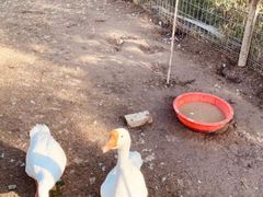 -前小桔亲子创意农场·草莓采摘·露营烧烤