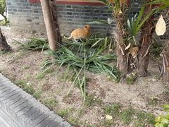 -高旻寺