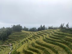 -紫鹊界梯田景区