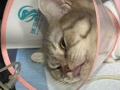 -瑞派名望志远动物医院·猫科·內科·异宠专科(直港大道店)