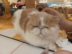 -滚猫咖啡·猫咖·猫友好撸猫(未来城店)