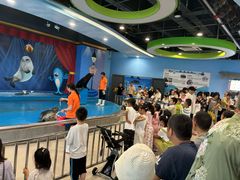 -芜湖新华联大白鲸海洋公园