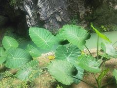 -百魔洞景区