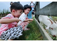 -田园东方蜜桃村的田野营地