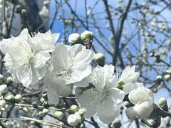 -梨园照相馆(北京店)