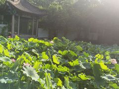 -莲湖公园