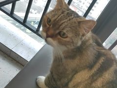 -喵园·猫主题咖啡厅·撸猫·猫咖(国贸店)