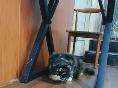 -楼上猫咖(罗湖店)