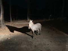 -清迈夜间动物园