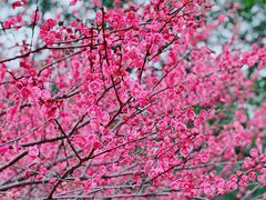 -重庆彩云湖湿地公园